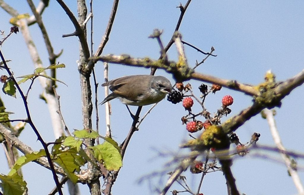 Bigiarella (Sylvia curruca)